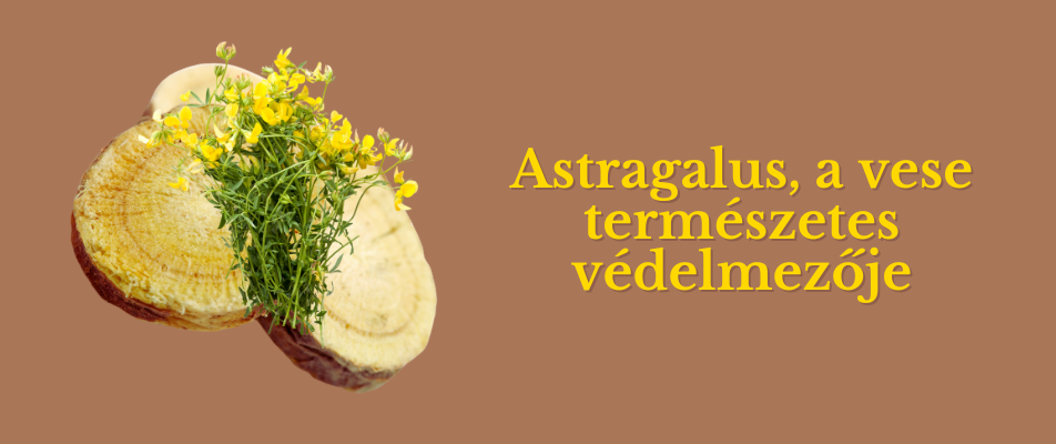 Astragalus, a vese természetes védelmezője