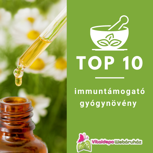 TOP 10 immuntámogató gyógynövény