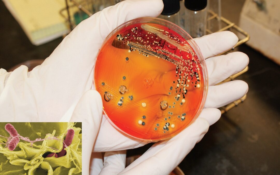 Rendelkeznek-e antimikrobás hatással a gyógygombák?