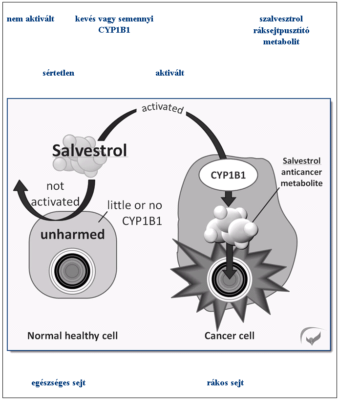 rákos sejtek vs egészséges anti aging